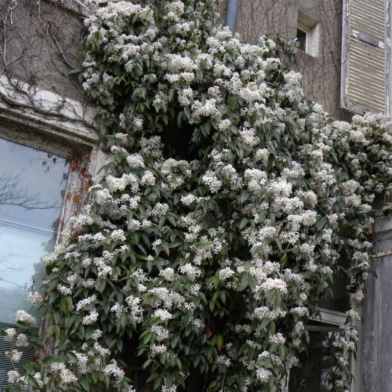 Clématite armandii à fleurs Blanche/ - feuillage Persistant - Pot de 2L - Tuteur bambou 60/90 cm - Image 7