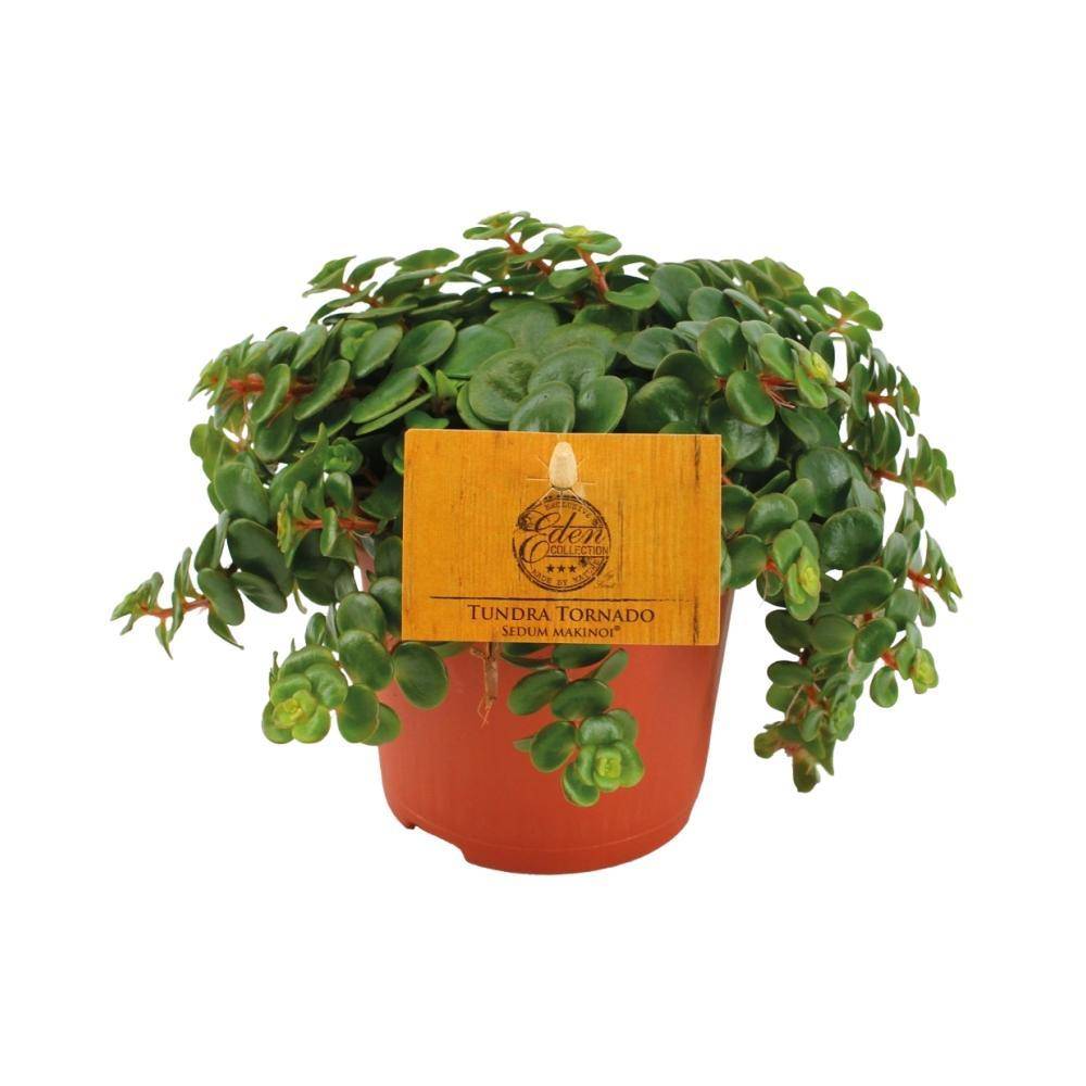 Sedum Tornado 15cm - Plante d'intérieur- La Green Touch