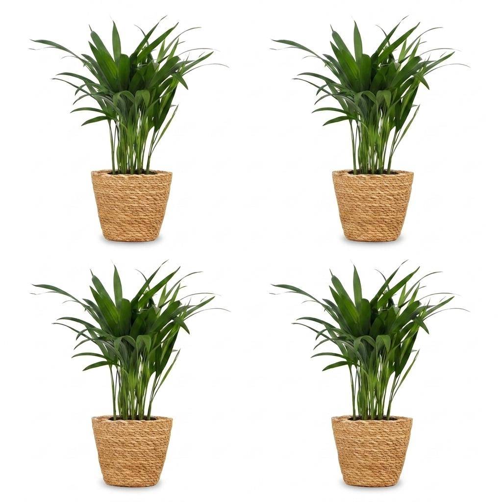 La Green Touch - Areca Lutescens - Palmier Areca - Lot de 4 plantes - Panier en jonc de mer inclus - Pot Ø12 cm, H 45 cm - Image 2