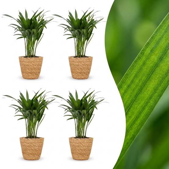 La Green Touch - Areca Lutescens - Palmier Areca - Lot de 4 plantes - Panier en jonc de mer inclus - Pot Ø12 cm, H 45 cm - Image 1