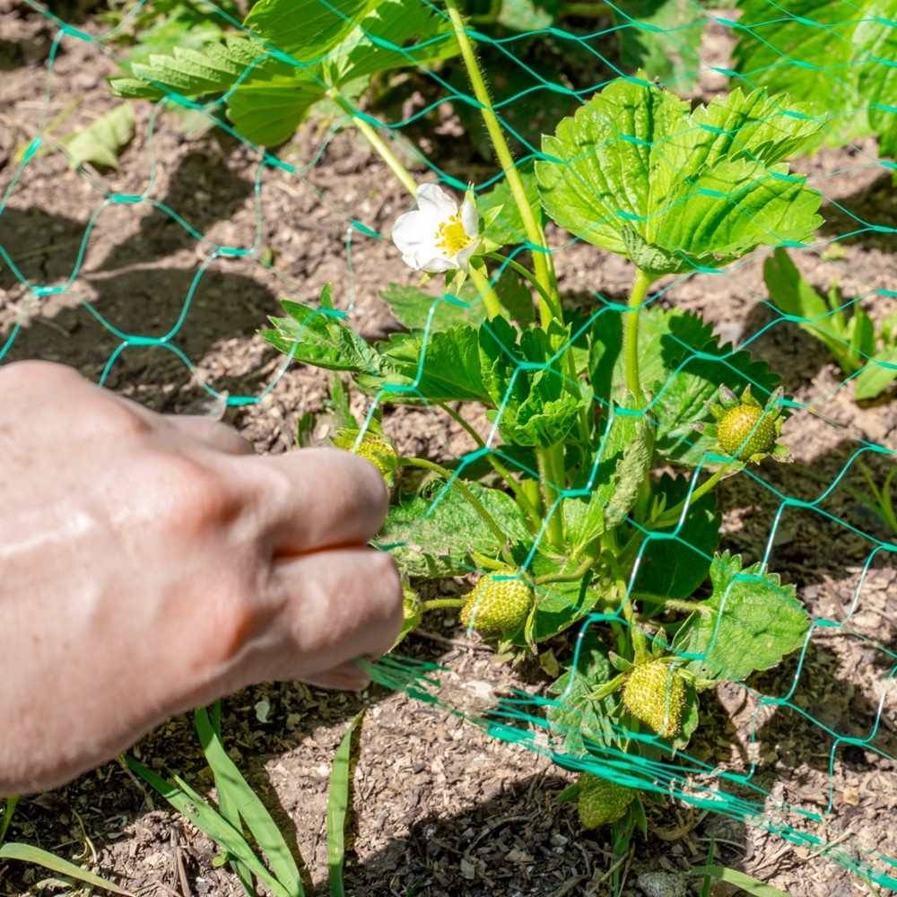 Terre Jardin - Filet de protection pour plantes et cultures 2 x 5 Vert - Image 6
