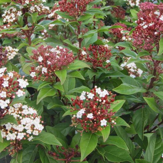 Promesse de Fleurs - Viburnum tinus Lisarose - Laurier-tin rose Pot de 3L/4L - Image 1