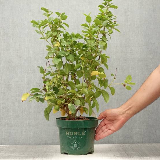 Promesse de Fleurs - Viburnum tinus Lisarose - Laurier-tin rose Pot de 3L/4L - Image 2