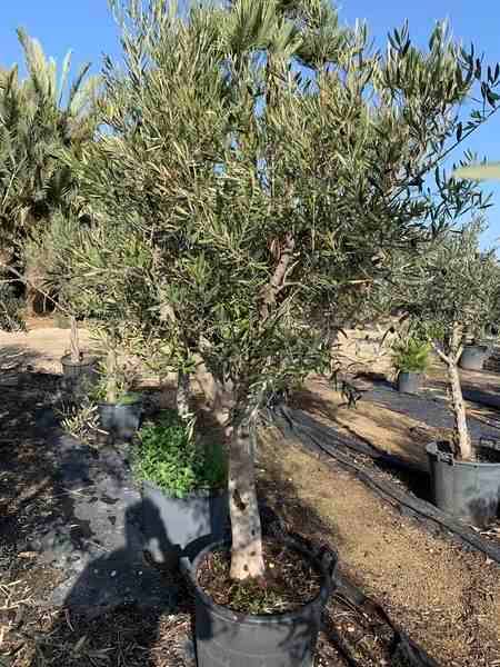 Sans Marque - Olea europaea (Oliviers) gros sujets Couleur floraison:Blanc - Taille:Périmètre de tronc 50/60cm - 170/220cm - Image 2
