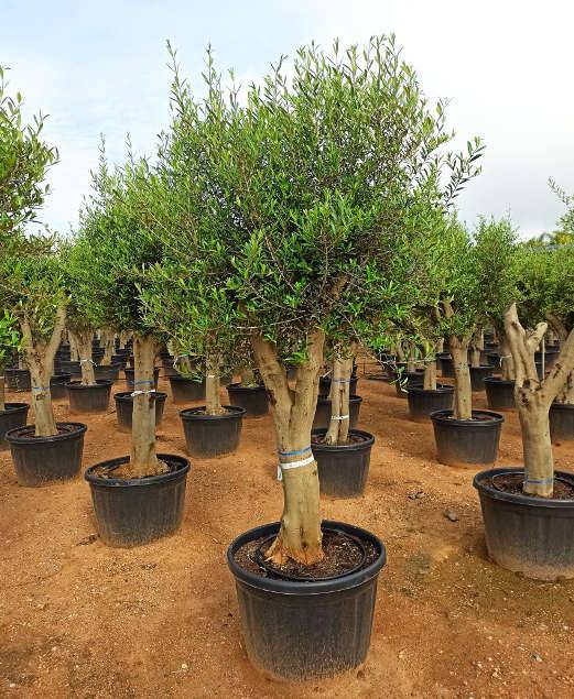 Sans Marque - Olea europaea (Oliviers) gros sujets Couleur floraison:Blanc - Taille:Périmètre de tronc 50/60cm - 170/220cm - Image 10