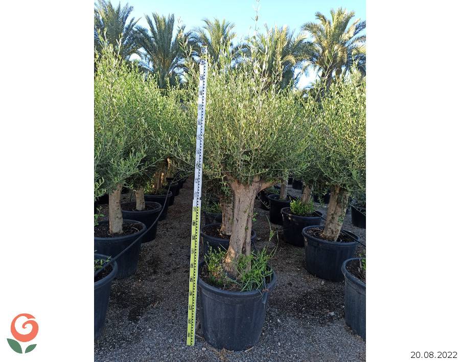 Sans Marque - Olea europaea (Oliviers) gros sujets Couleur floraison:Blanc - Taille:Périmètre de tronc 50/60cm - 170/220cm - Image 9