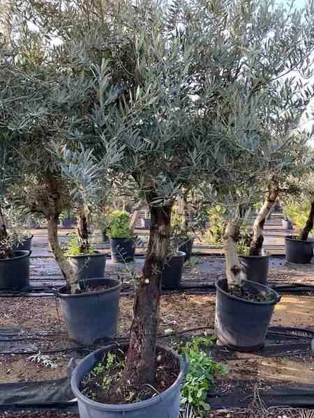 Sans Marque - Olea europaea (Oliviers) gros sujets Couleur floraison:Blanc - Taille:Périmètre de tronc 50/60cm - 170/220cm - Image 3