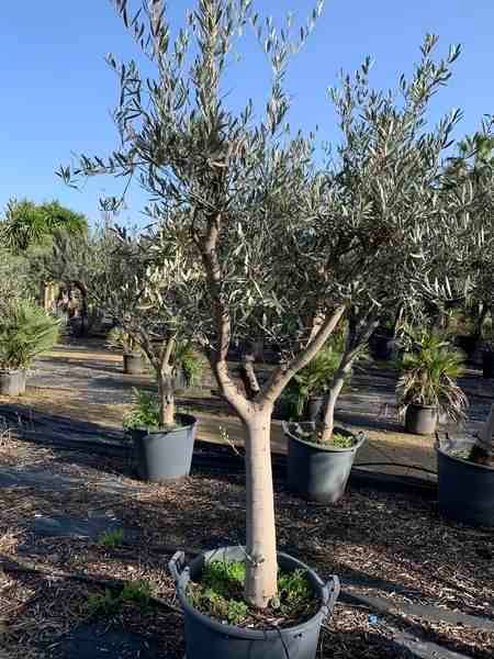Sans Marque - Olea europaea (Oliviers) gros sujets Couleur floraison:Blanc - Taille:Périmètre de tronc 50/60cm - 170/220cm - Image 1