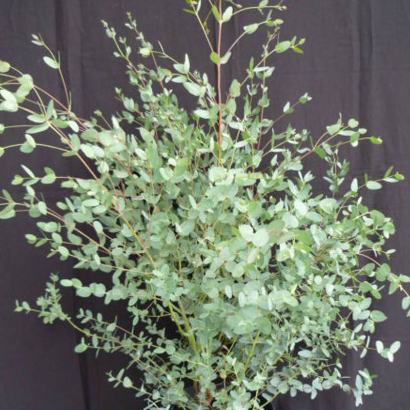 Eucalyptus gunnii, Eucalyptus à feuilles rondes, Gommier cidre - Pot de 7,5L - 60/80 cm - Image 1