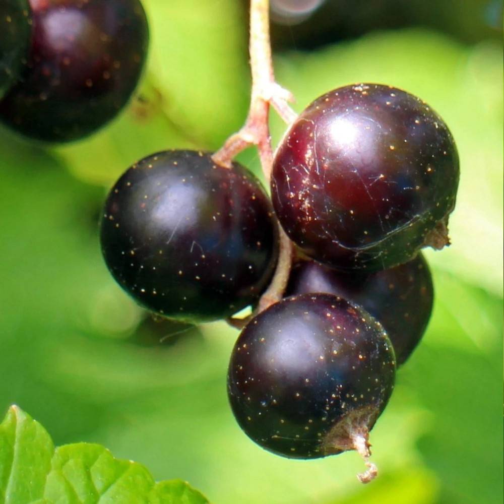 Cassis Perles d´Auvergne® 'Delcaresnoi' - Très productif rendement - Pot de 10 Litres - 1/4 tige - De 1,00 m à 1,50 m - Image 1