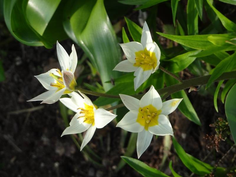 Promesse de Fleurs - Tulipe botanique turkestanica Bulbe calibre 6+ (par 10) - Image 2
