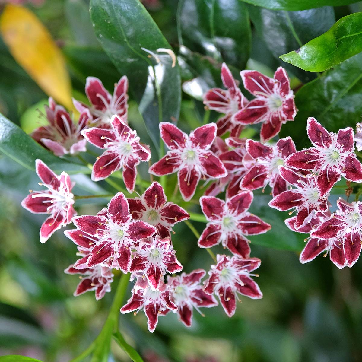 Promesse de Fleurs - Kalmia latifolia Galaxy - Laurier des montagnes Pot de 4L/5L
