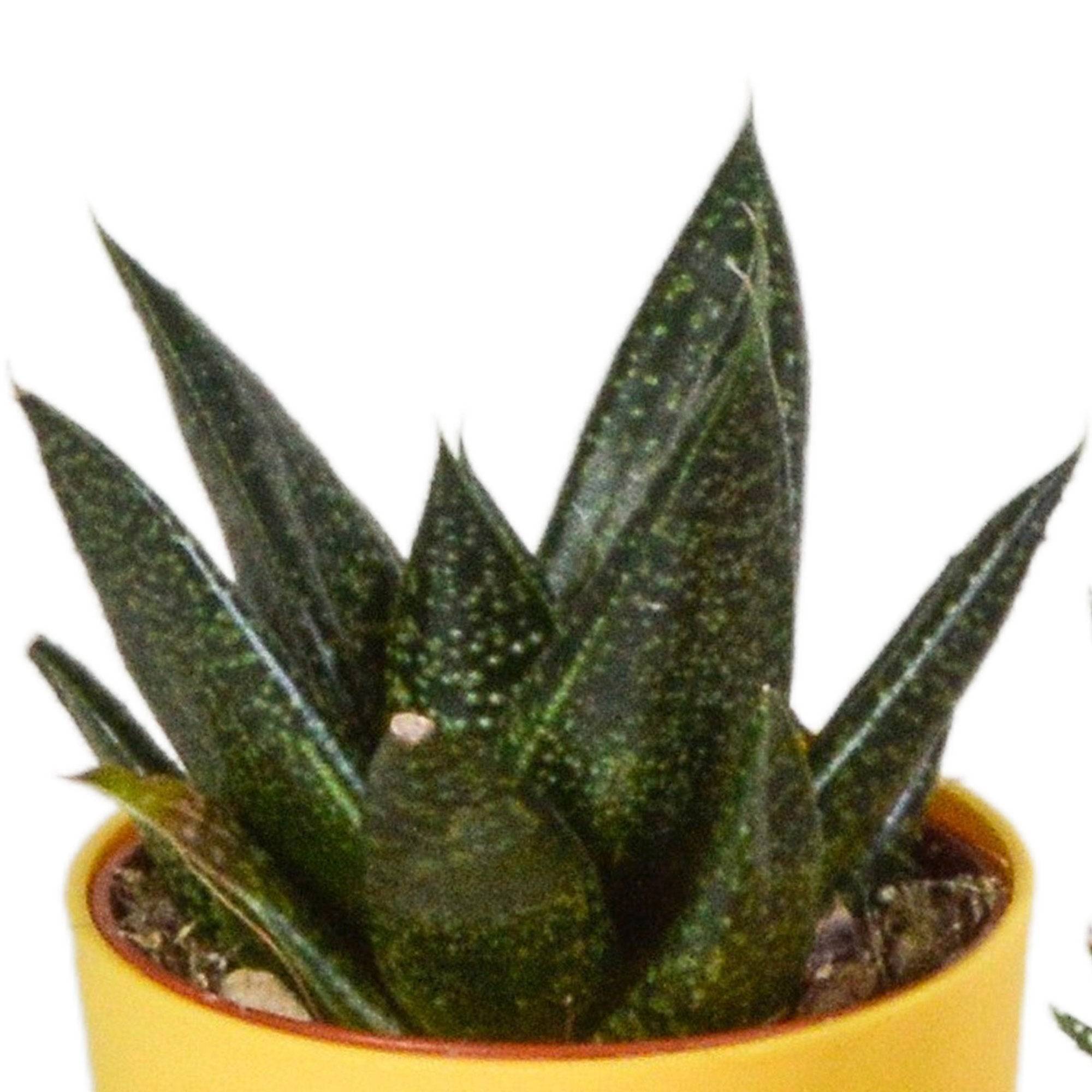 Mix de 5 Gasteria et Haworthia h16cm- La Green Touch - Image 3
