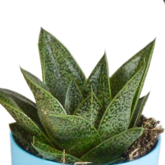Mix de 5 Gasteria et Haworthia h16cm- La Green Touch - Image 6