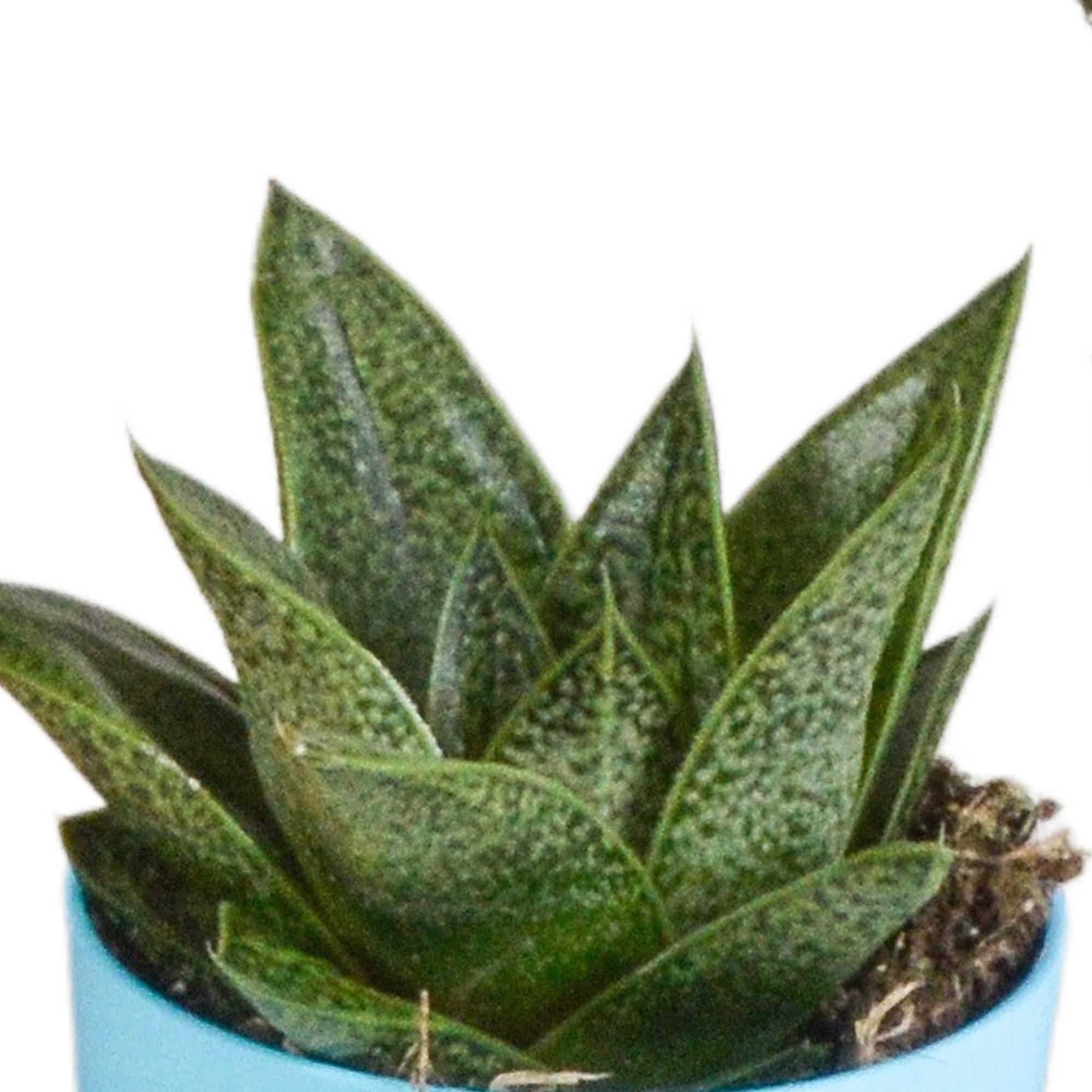 Mix de 5 Gasteria et Haworthia h16cm- La Green Touch - Image 6