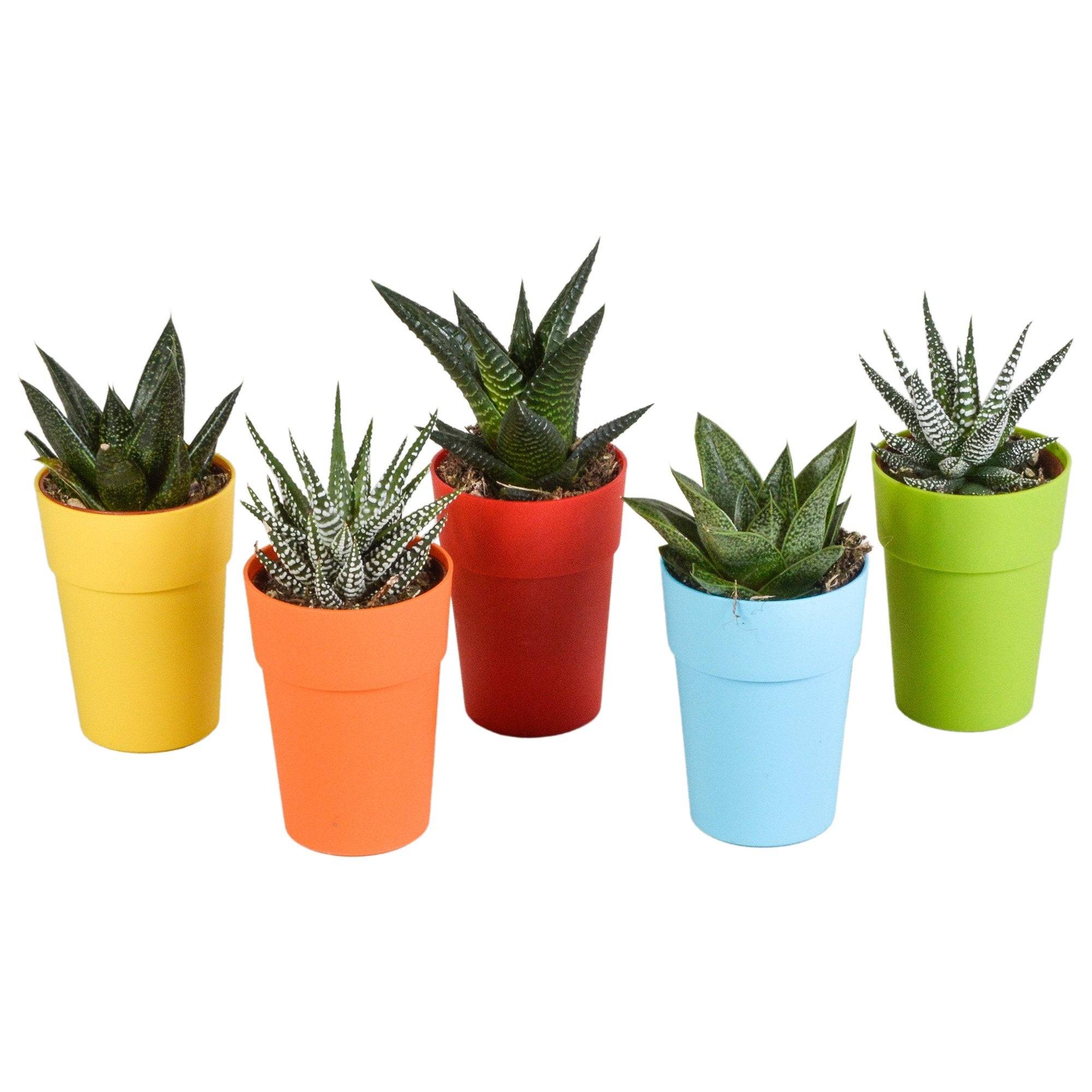 Mix de 5 Gasteria et Haworthia h16cm- La Green Touch - Image 2