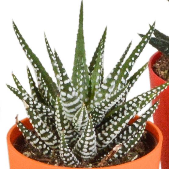 Mix de 5 Gasteria et Haworthia h16cm- La Green Touch - Image 5