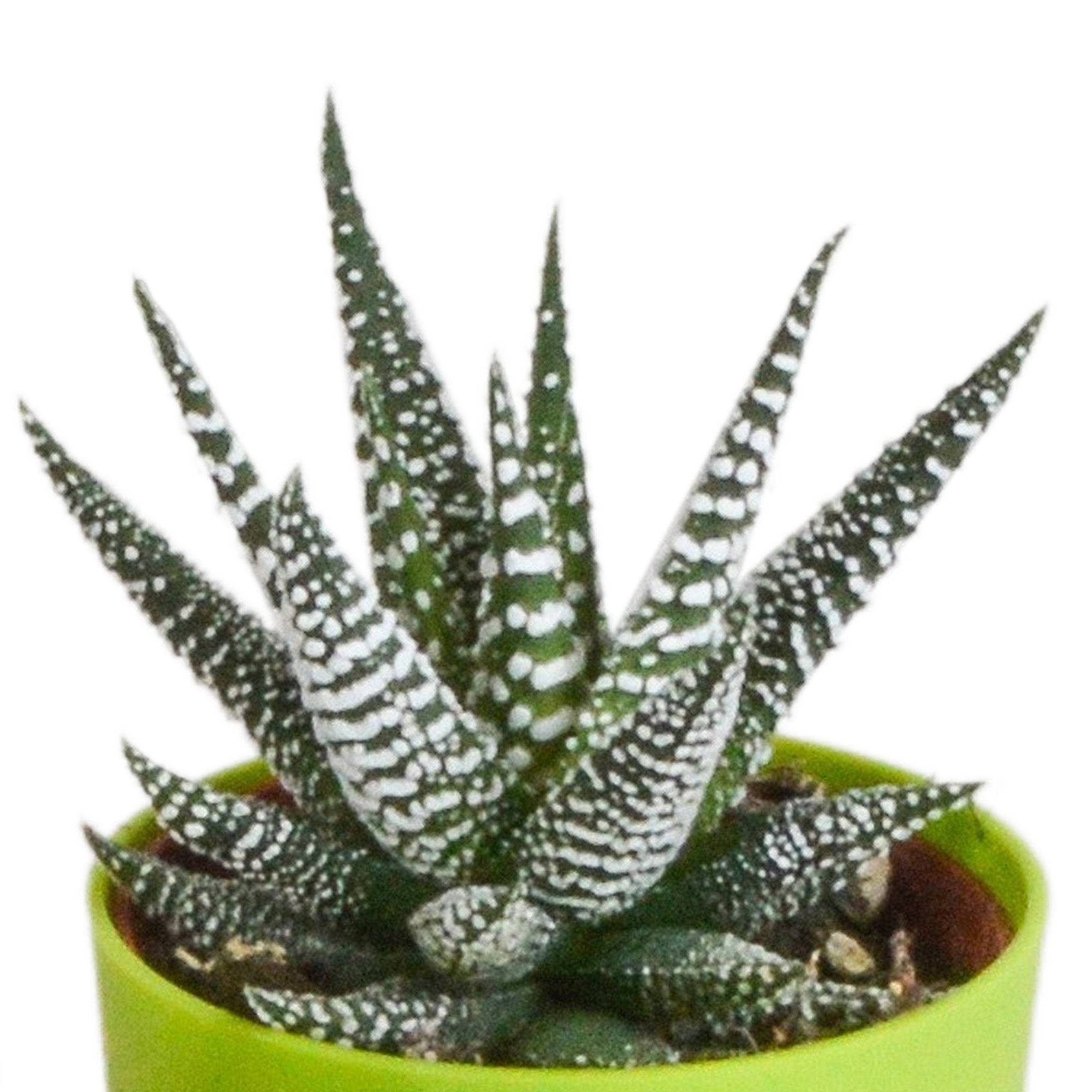 Mix de 5 Gasteria et Haworthia h16cm- La Green Touch - Image 4