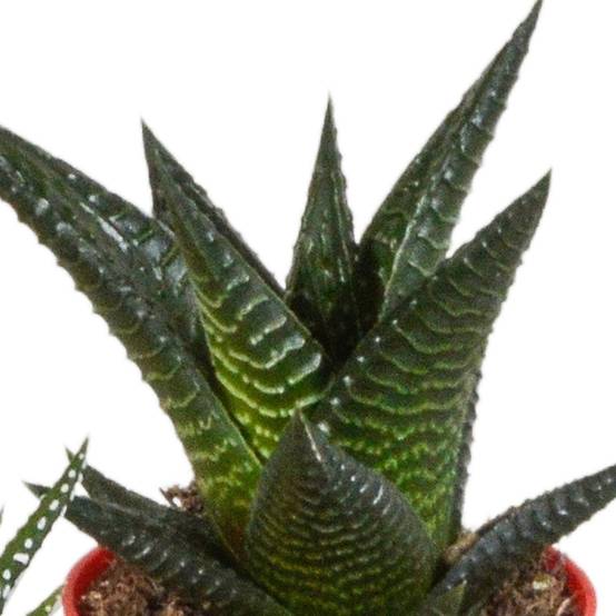 Mix de 5 Gasteria et Haworthia h16cm- La Green Touch - Image 7