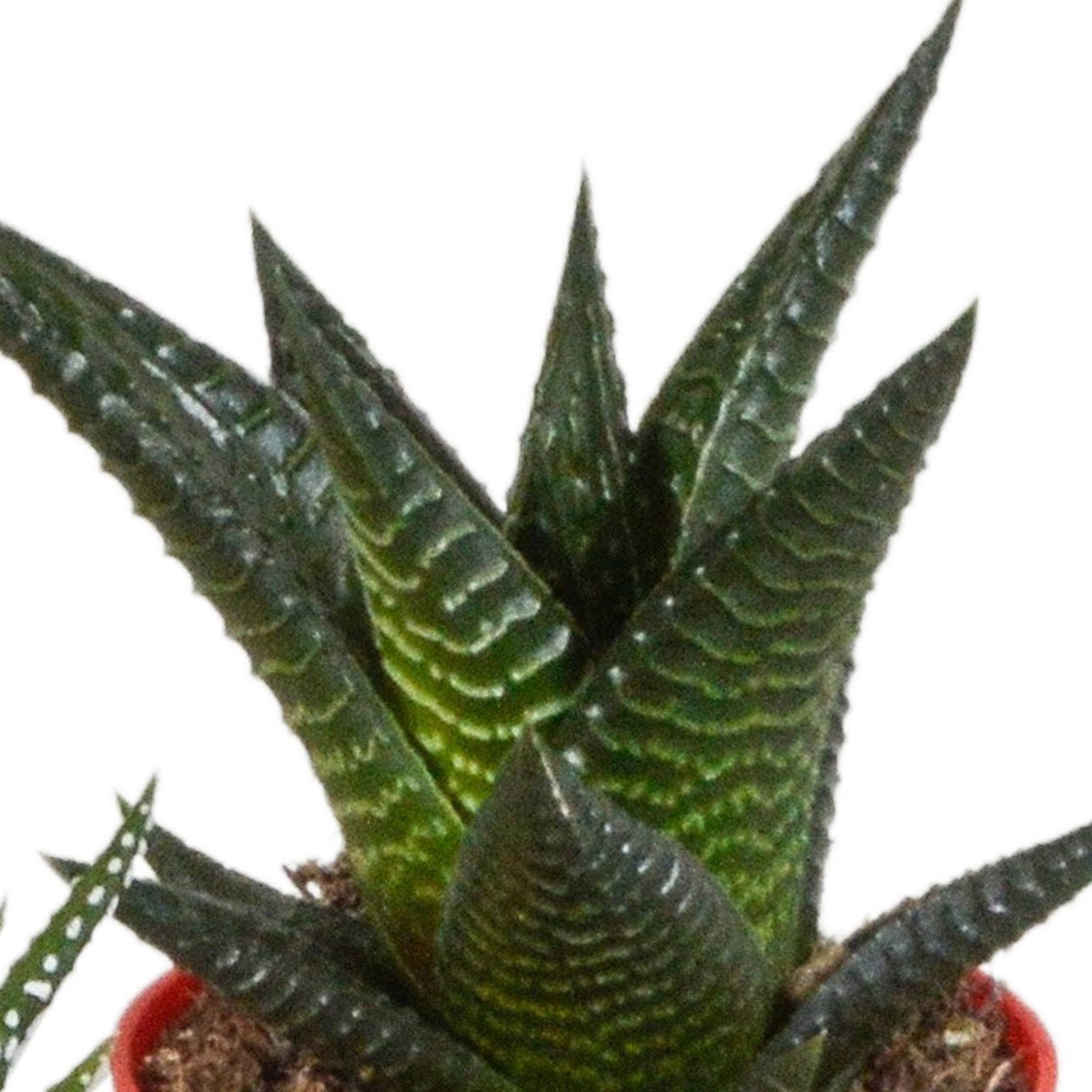 Mix de 5 Gasteria et Haworthia h16cm- La Green Touch - Image 7