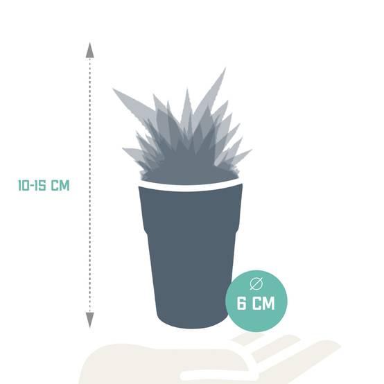 Mix de 5 Gasteria et Haworthia h16cm- La Green Touch - Image 8
