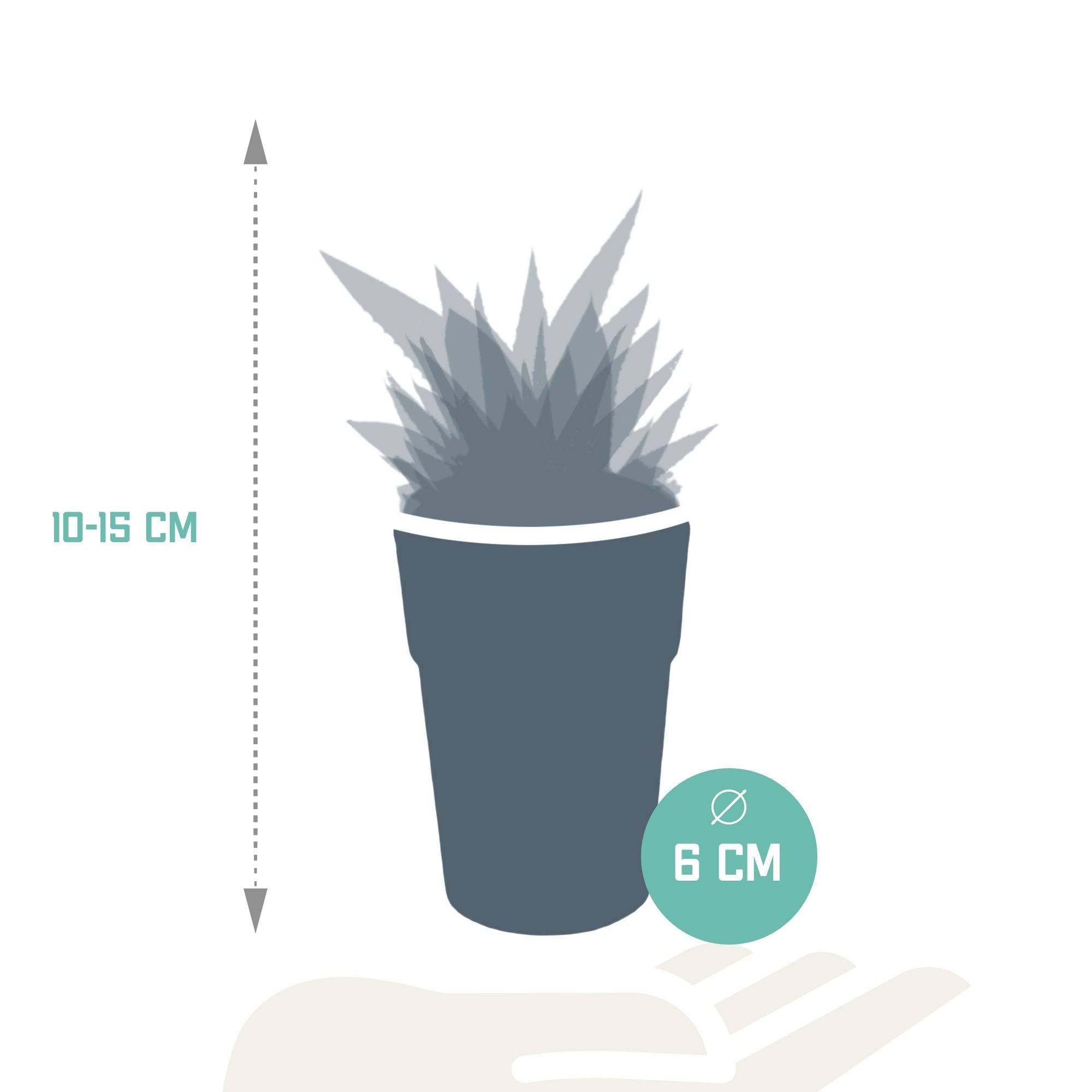 Mix de 5 Gasteria et Haworthia h16cm- La Green Touch - Image 8