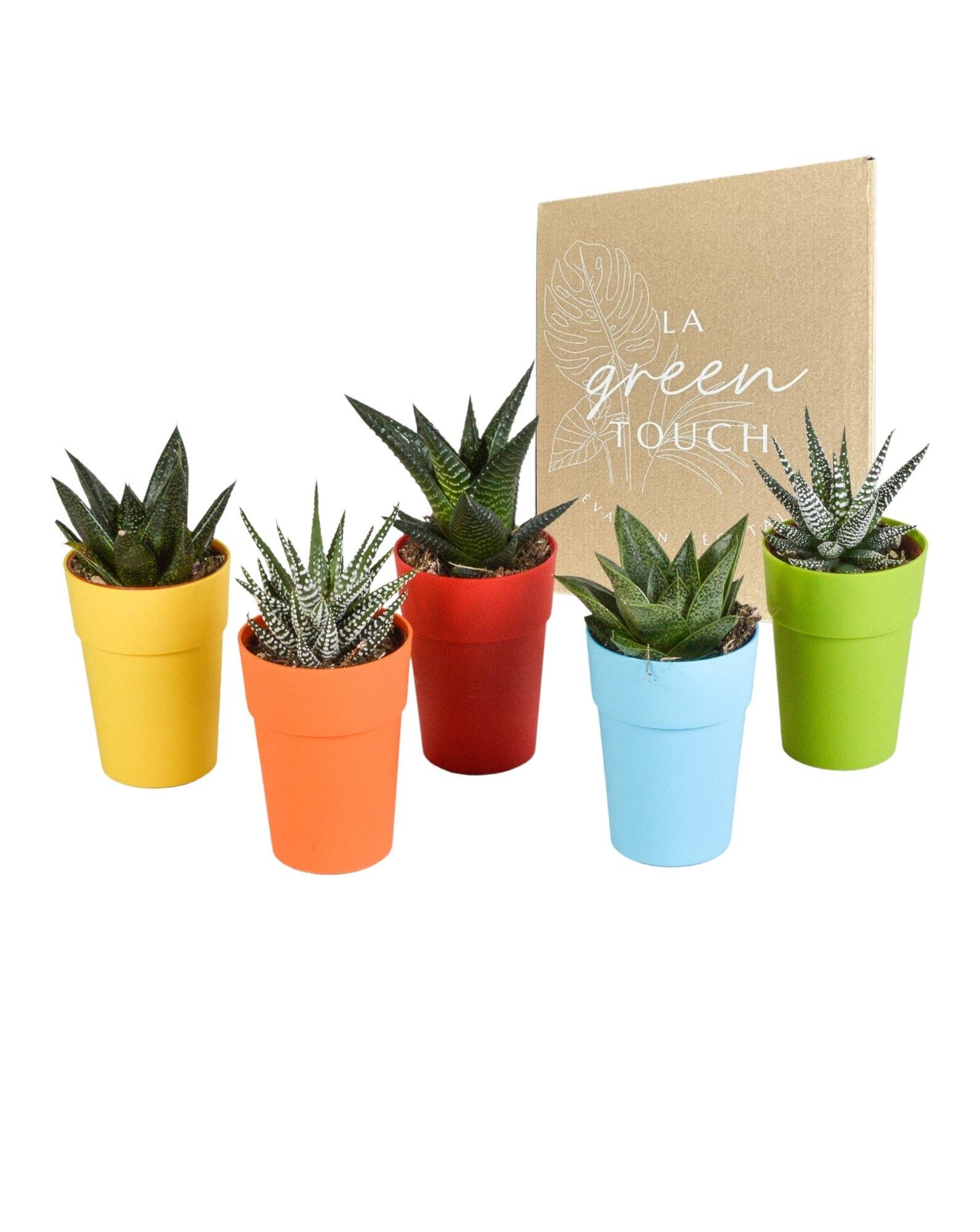 Mix de 5 Gasteria et Haworthia h16cm- La Green Touch - Image 1