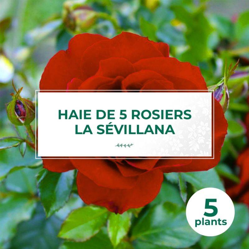 Haie de 5 Rosiers 'La Sevillana' -  - Pépinières Naudet - Image 1