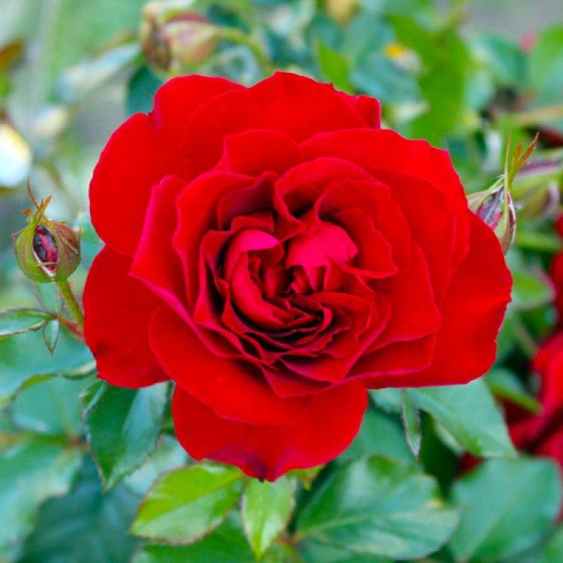 Haie de 5 Rosiers 'La Sevillana' -  - Pépinières Naudet - Image 2