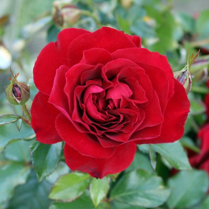 Haie de 5 Rosiers 'La Sevillana' -  - Pépinières Naudet - Image 3