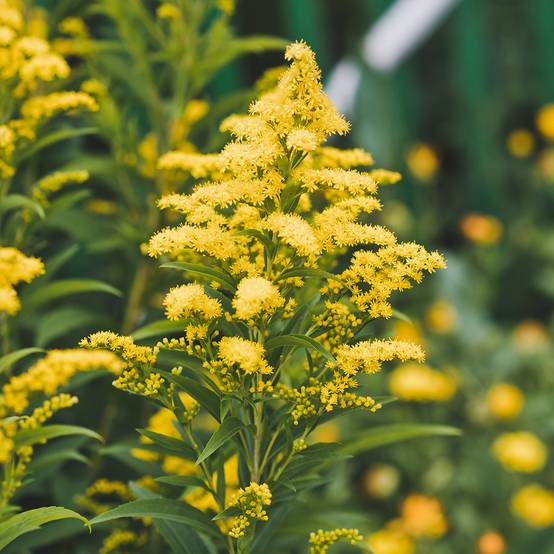 Solidago canadensis Golden Baby - Verge d'or du Canada Godet de 8/9 cm