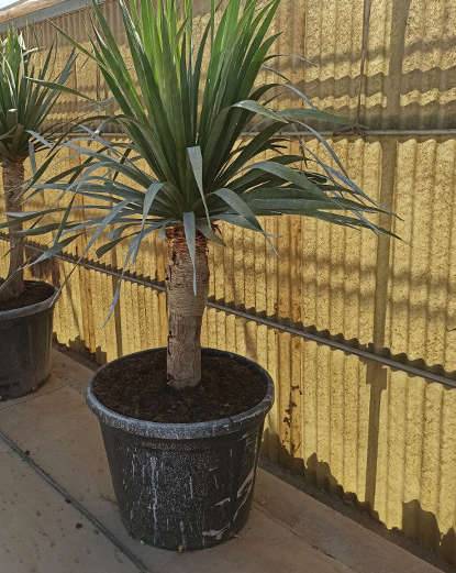 Sans Marque - Adenium obesum cv Soisawan Caudex d'environ 300g 20/25cm - Image 5