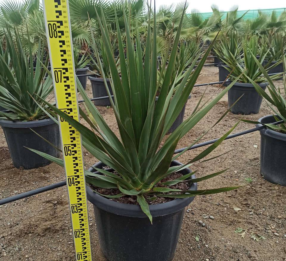 Sans Marque - Adenium obesum cv Soisawan Caudex d'environ 300g 20/25cm - Image 4