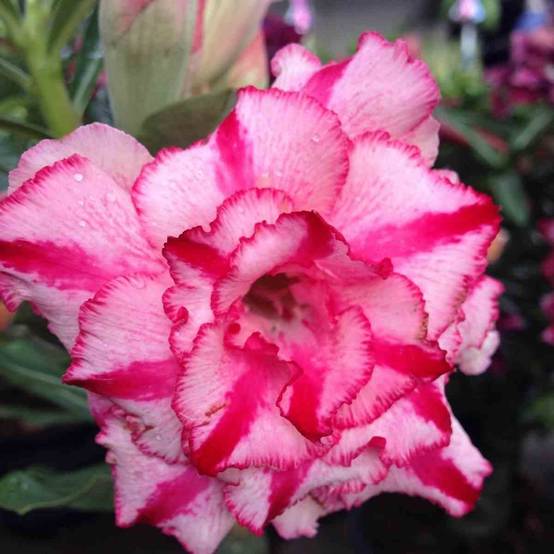 Sans Marque - Adenium obesum cv Soisawan Caudex d'environ 300g 20/25cm - Image 1