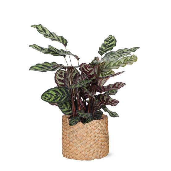 Calathea Makoyana et son pot- La Green Touch Panier naturel - Hauteur 70cm