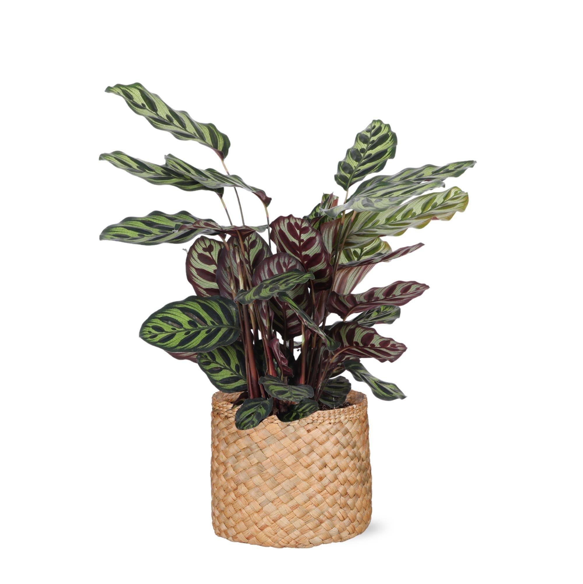Calathea Makoyana et son pot- La Green Touch Panier naturel - Hauteur 70cm