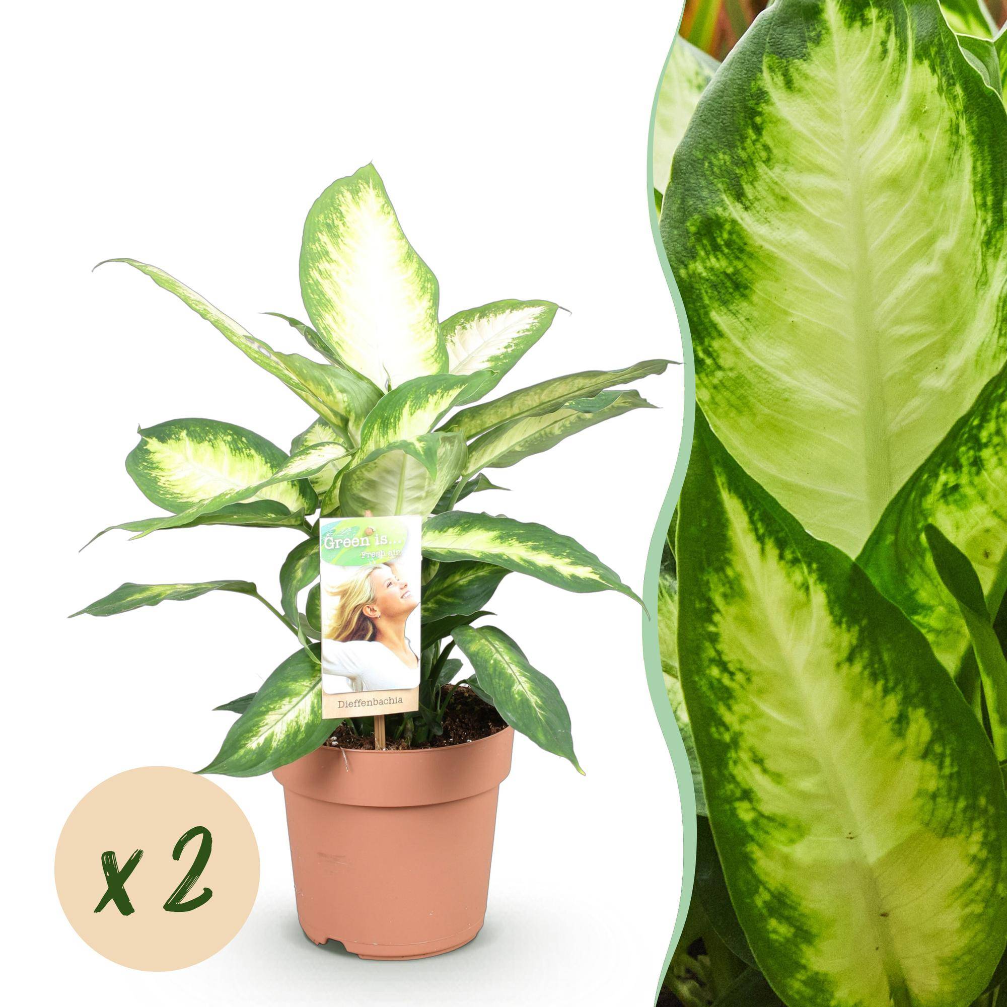Diefenbachia Camilla - Dieffenbachia - Pot de 17cm - Hauteur 45-50cm - 2 plantes - Sans cache-pot - Plantes d'intérieur - Image 1