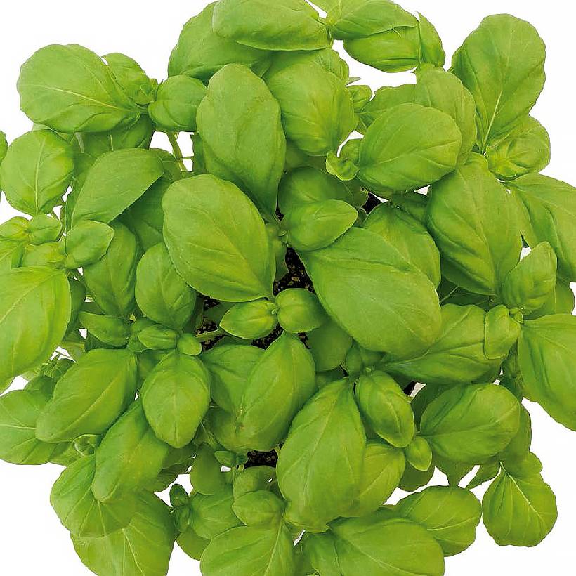 Basilic de Gênes Loki BIO  le sachet de 600 graines environ (1g)