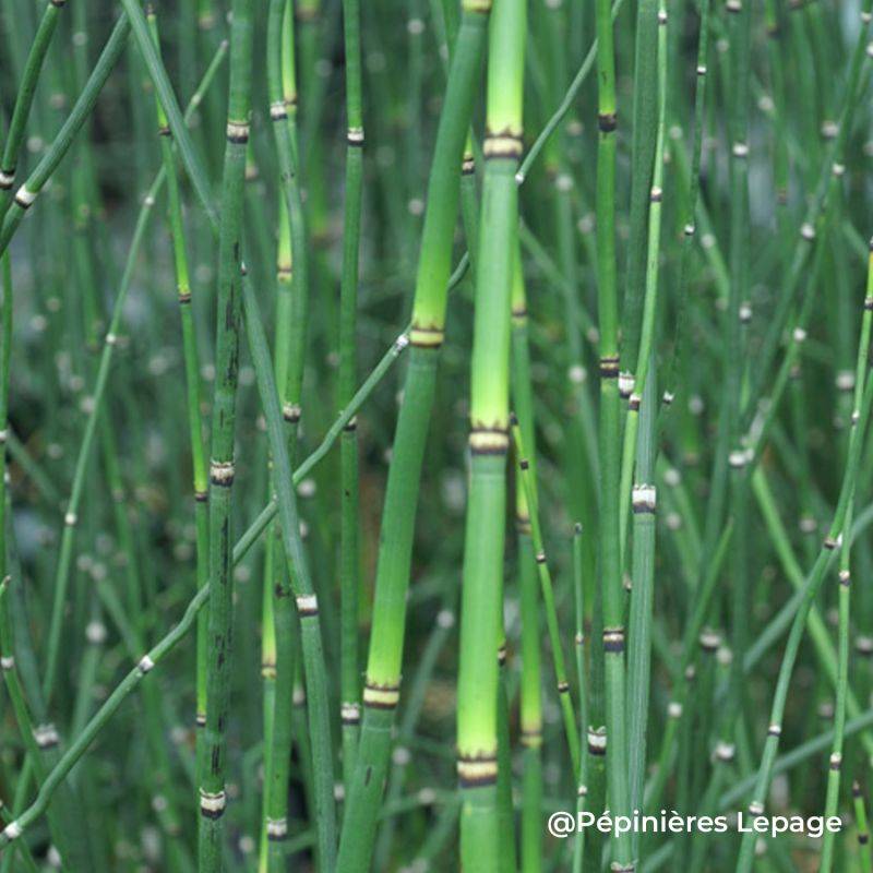 3 Prêles du Japon (Equisetum hyemale 'Japonicum') - Lot de 3 vivaces - Pépinières Naudet