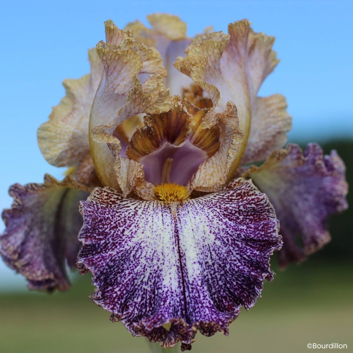 Promesse de Fleurs - Iris germanica Dipped in Dots - Grand Iris des Jardins Rhizome
