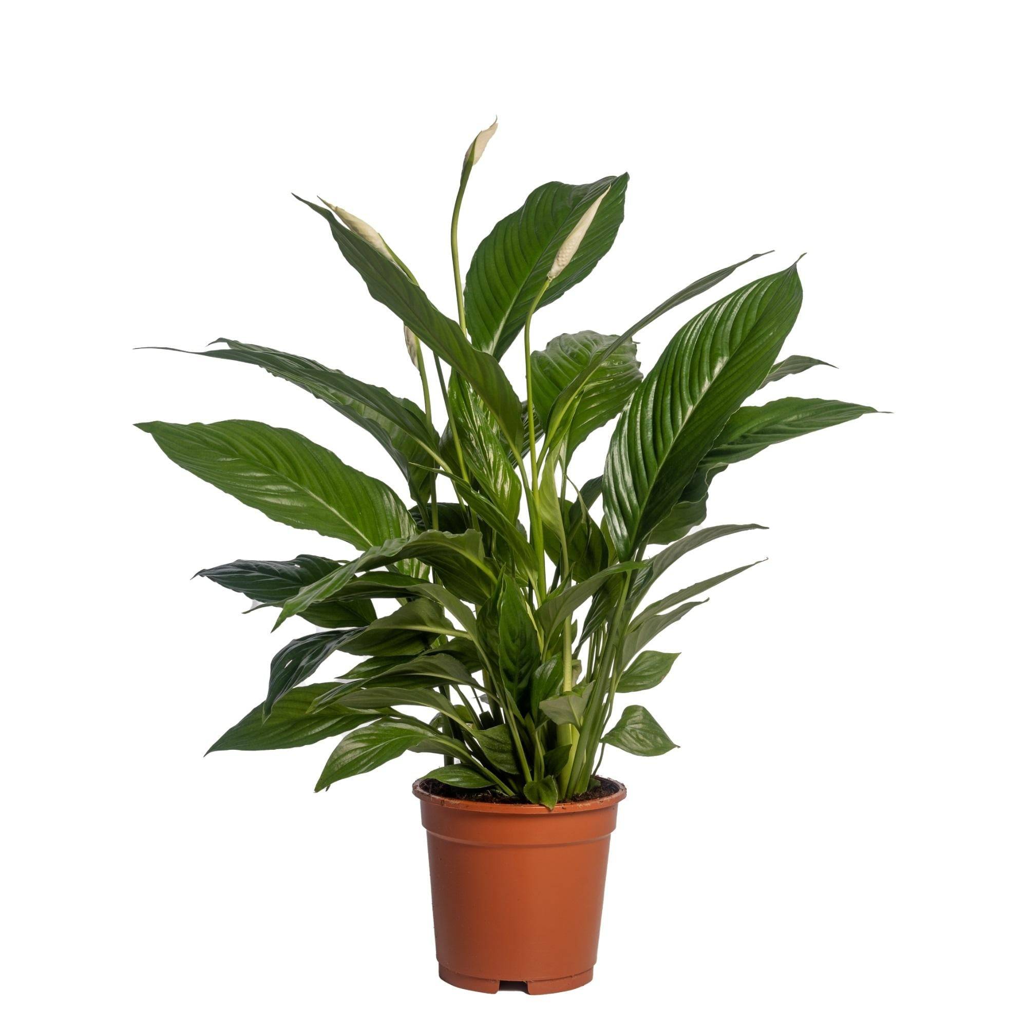 Spathiphyllum Vivaldi 70cm - Plante d'intérieur- La Green Touch - Image 3