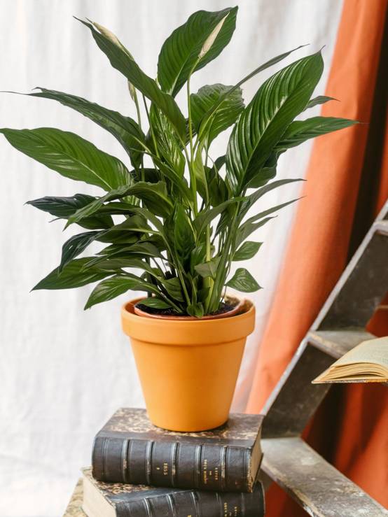 Spathiphyllum Vivaldi 70cm - Plante d'intérieur- La Green Touch - Image 2