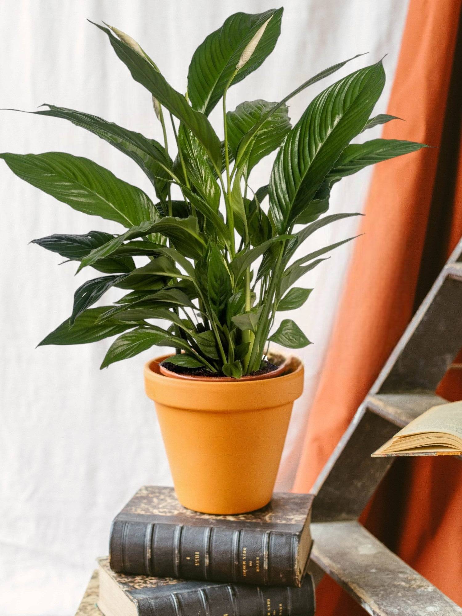 Spathiphyllum Vivaldi 70cm - Plante d'intérieur- La Green Touch - Image 2