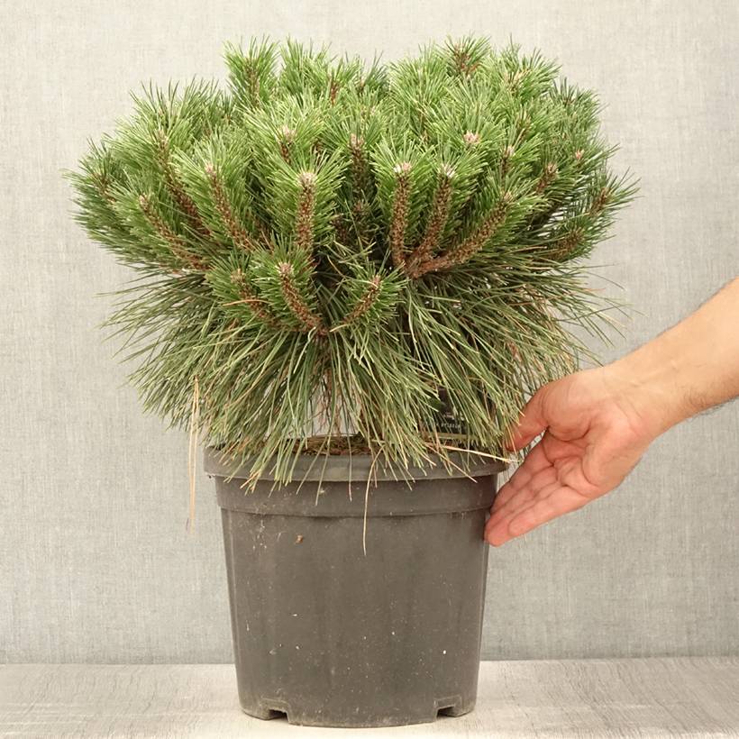 Pinus nigra Pierrick Brégeon  - Pin noir Pot de 7,5L/10L - Image 2