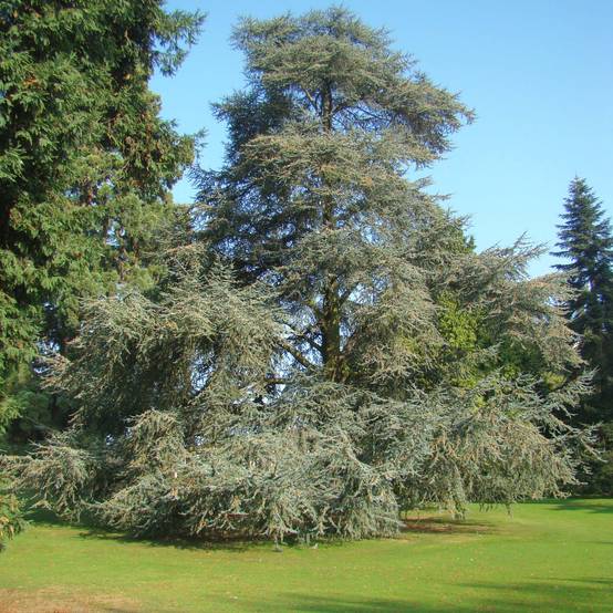 Cèdre bleu de l'Atlas - Cedrus libani Atlantica Glauca Pot de 7,5L/10L - Image 1