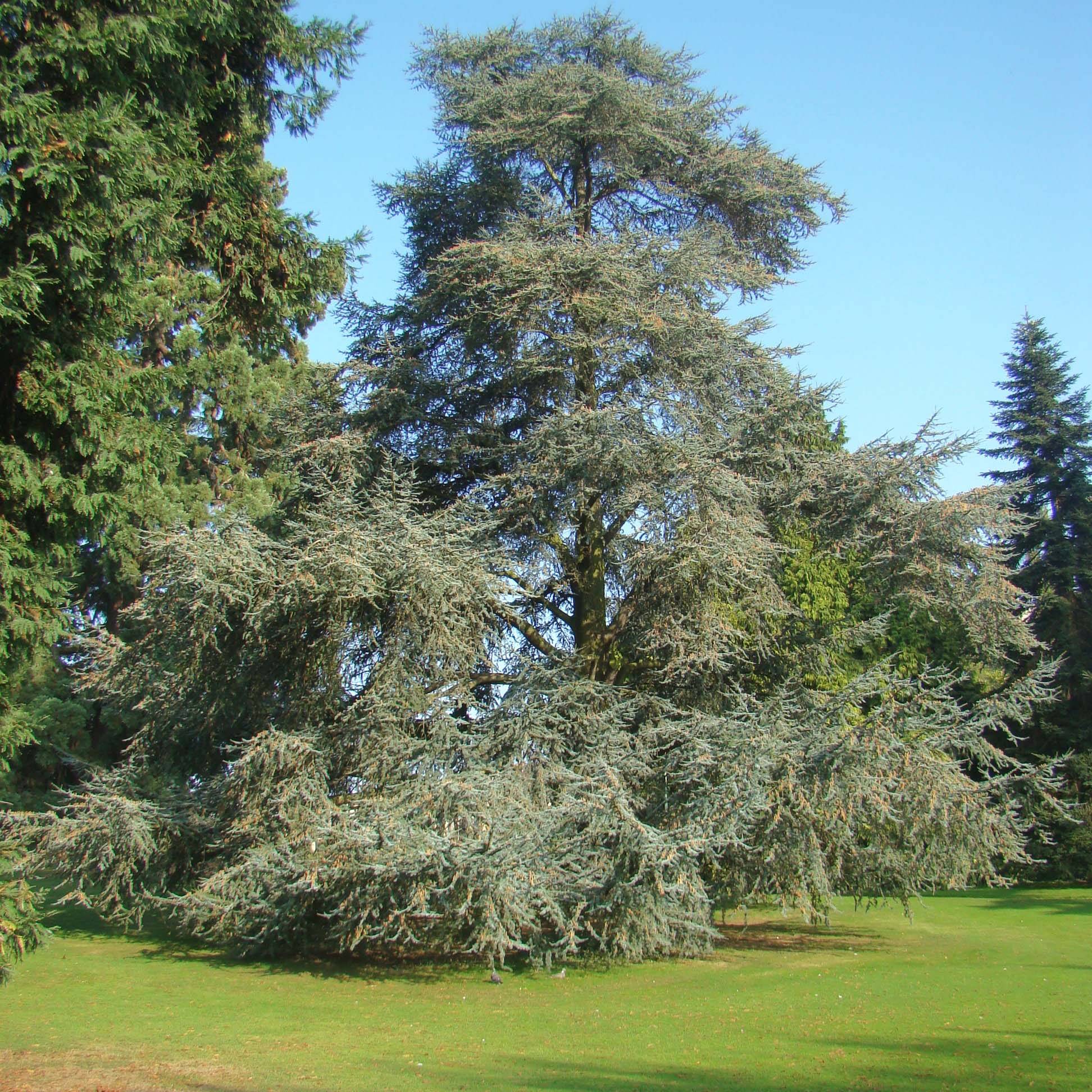 Cèdre bleu de l'Atlas - Cedrus libani Atlantica Glauca Pot de 7,5L/10L - Image 1