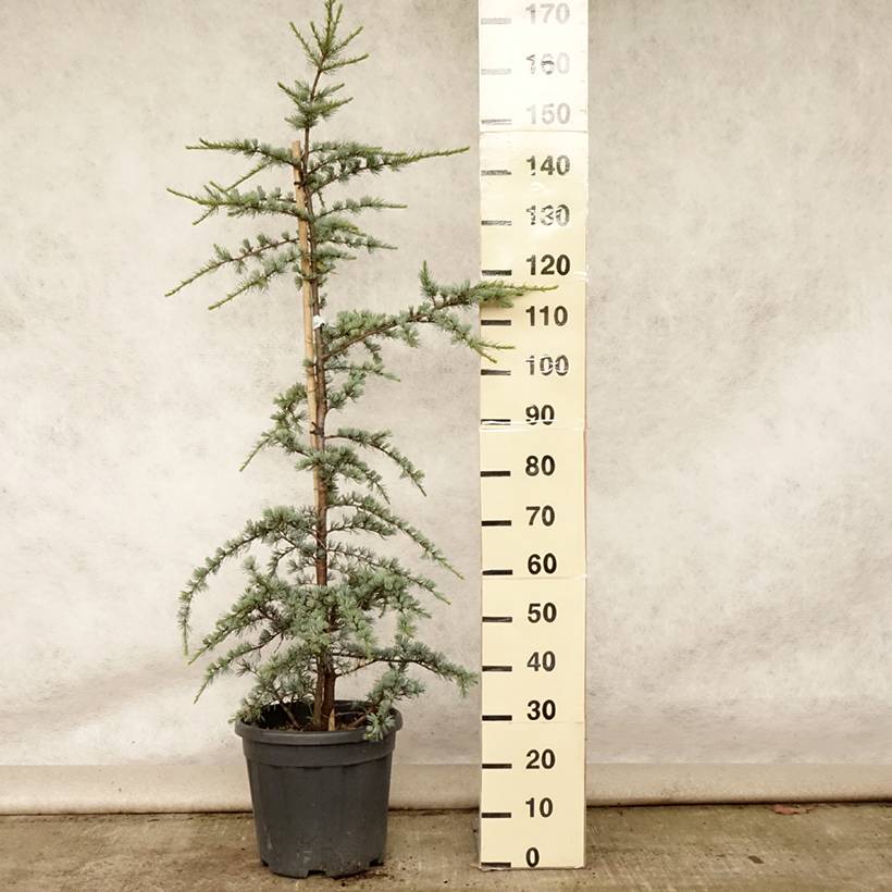 Cèdre bleu de l'Atlas - Cedrus libani Atlantica Glauca Pot de 7,5L/10L - Image 2