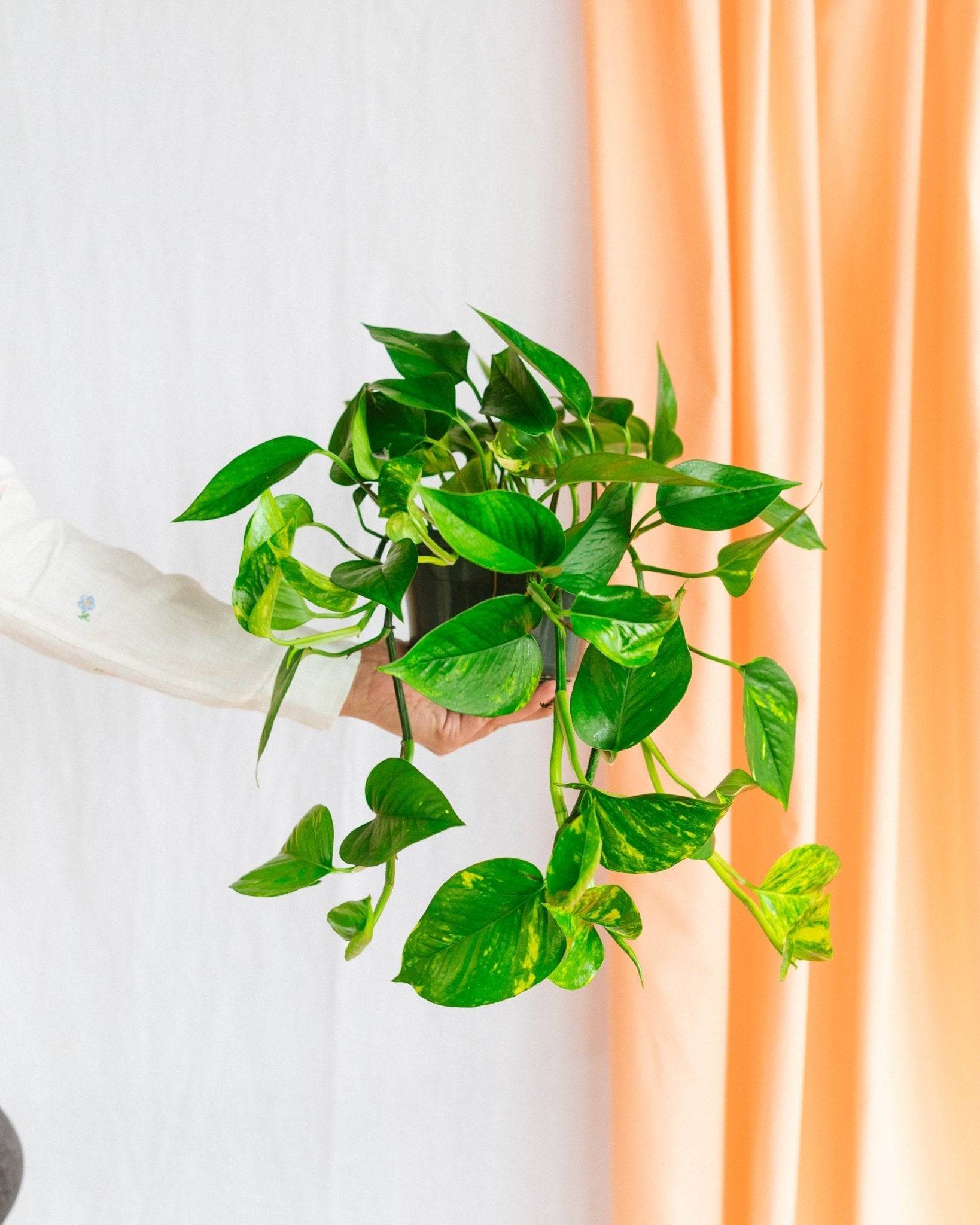 Pothos golden epipremnum 45cm - Plante d'intérieur- La Green Touch - Image 2