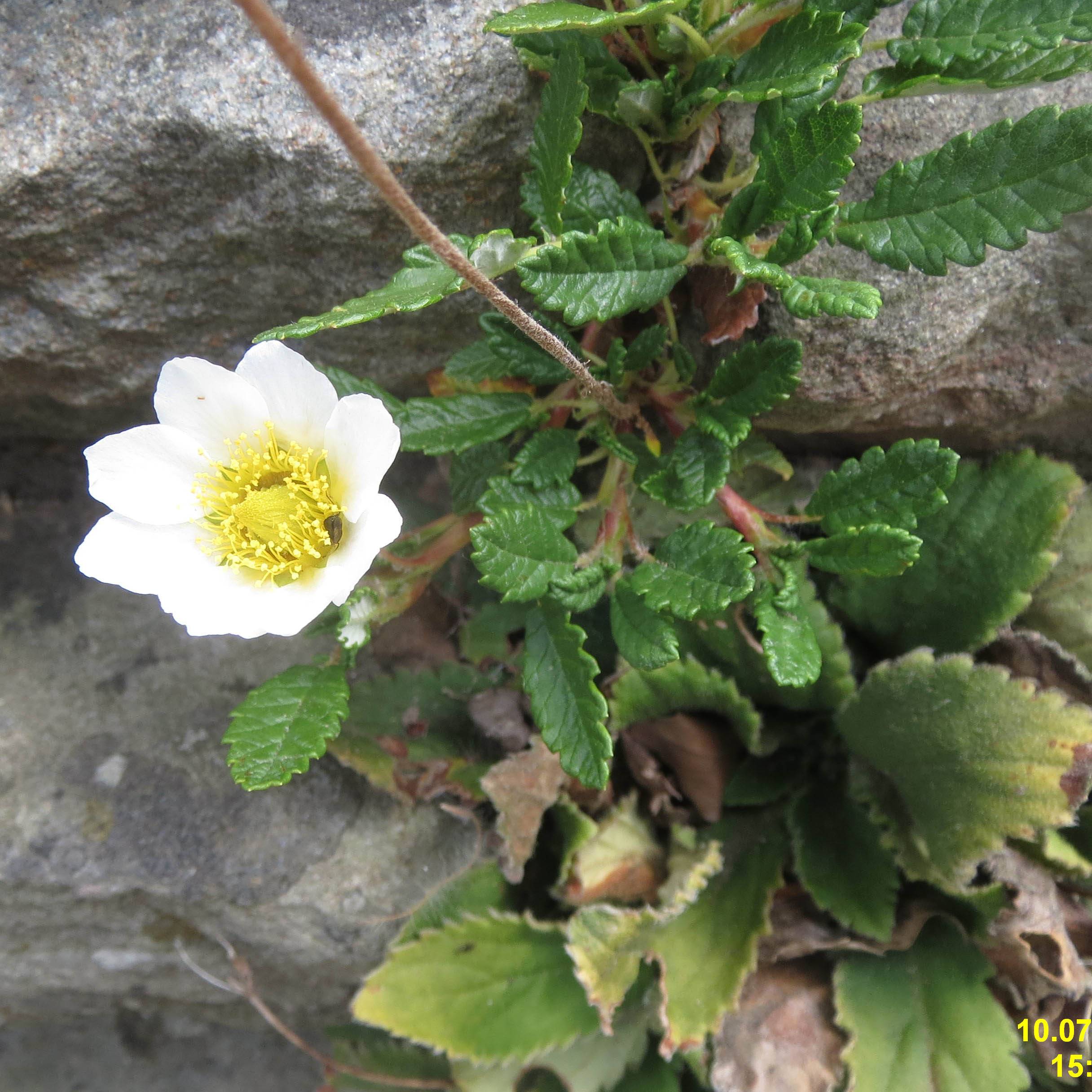 Promesse de Fleurs - Dryas suendermannii - Dryade Godet de 8/9 cm - Image 1