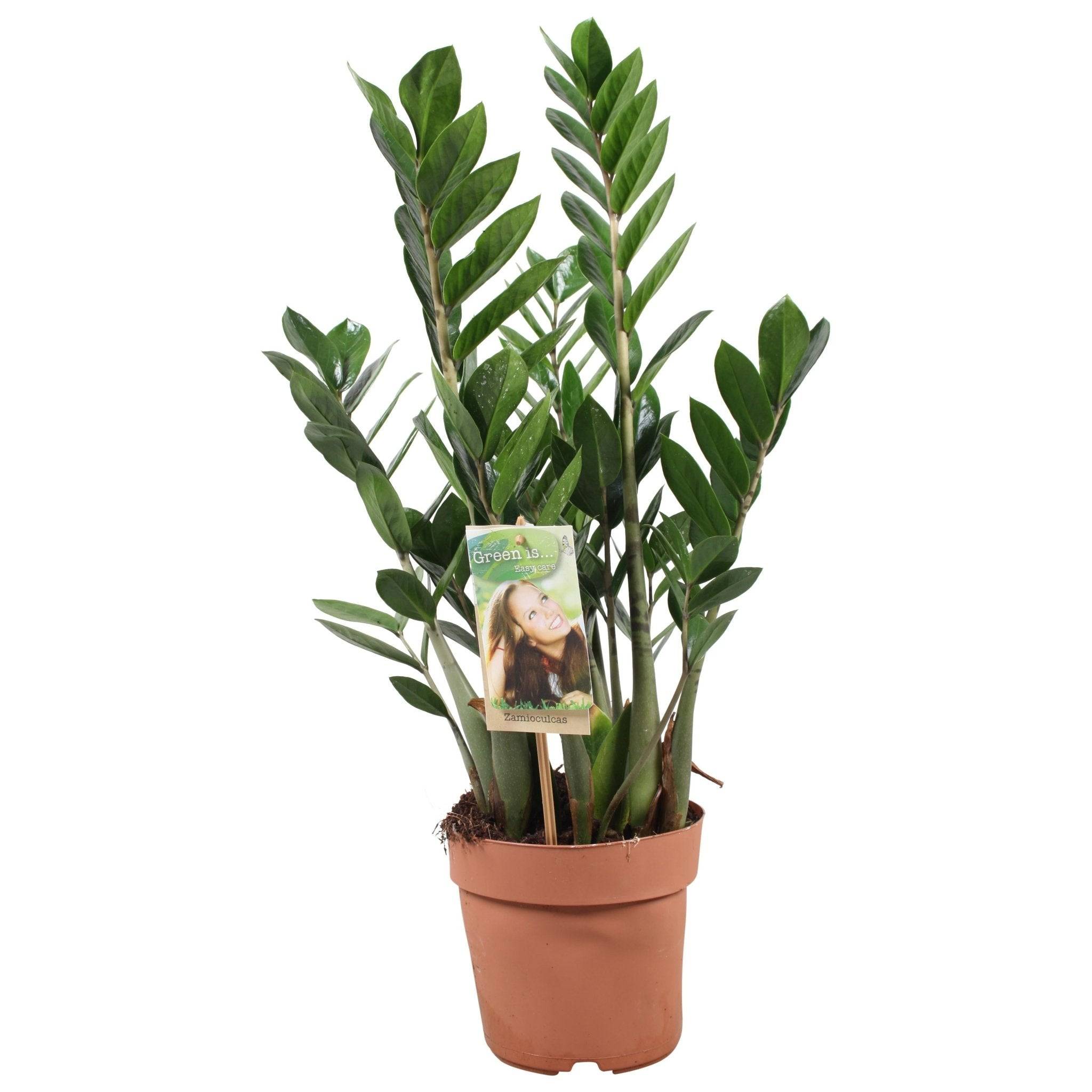 La Green Touch - Zamioculcas Zamiifolia - Image 2